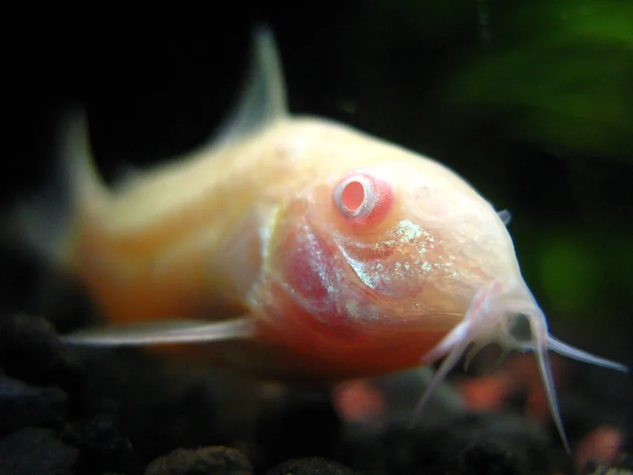 An albino corydoras (Corydoras aeneus) on sand, showing the pinkish-white body and red eye