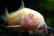 Albino corydoras