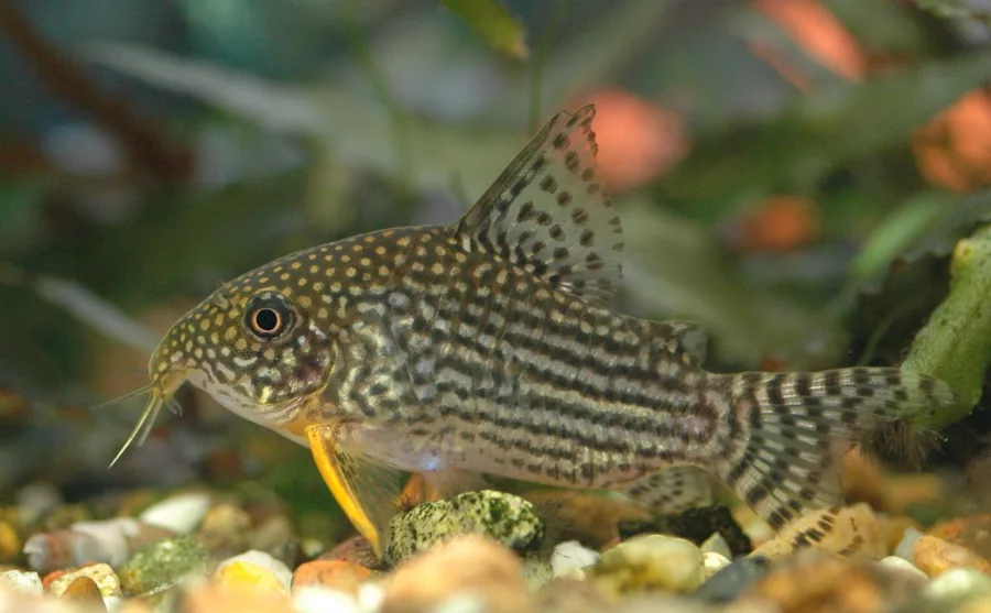 A sterbai corydoras (Corydoras sterbai) showing the dark-spotted body and orange-tinted pectoral fins